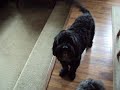 MOV02357.AVI Getting Zipper and Baxter hyped about cookies
