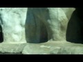 Young Polar Bears Playtime part one