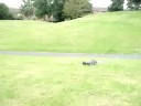 buggy