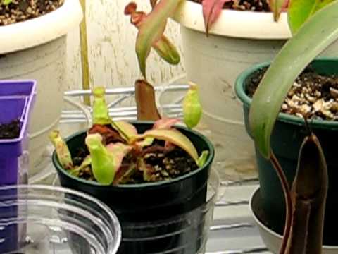 how to replant indoor plants