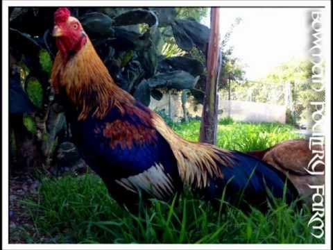 Asil (chicken) - www.bowmanpoultryfarm.webs.com Intro Breeder of Pure Cobra asil, Brazilian, Shamo, Hennies, Brazilian X Cobra, apart from breeding fine oriental fowl we also...