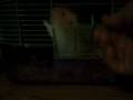 videos de Harry 