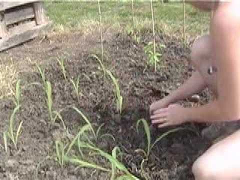 how to transplant sweet corn