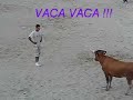 vaca teimosa;agosto 2007