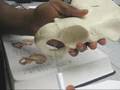Parts of the Pelvic girdle
