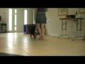 videos de Ahsoka - 20 weeks - Heelwork