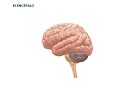 El Sistema Nervioso 6ºCurso CM