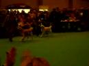 Crufts 2008 - Golden Retrievers