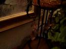 Stitch checking out the house 2 Stitch checking out the house 2