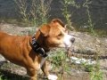 Bir köpekten insanlığı utandıracak bir hareket - ''The Dog on the lake''