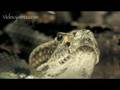 Snake Beauty 17 - Canebrake Rattlesnake 01