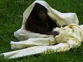 This is Madju at Auckland Zoo, New Zealand.  He was nearly 3 years old in this video (October, 2008) of him enjoying himself keeping the public's attention.