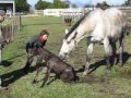 Columba's filly being born