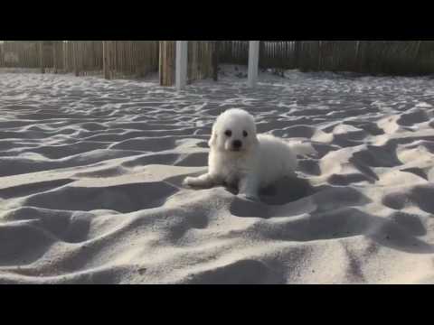 Romeo the MaltiPoo is such a joy to be around