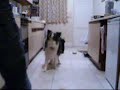 dog and ferret training