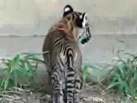 SUMATRAN TIGER SUMATRAN TIGER