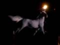 moscow dancing fountains - (03 of 19) - white horse