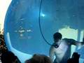 Blane in a Bubble