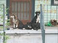 Socialization of a Feral Dog Pack