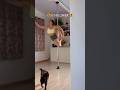 Inspo: #pdsundlower #poledance #polecat #cats #howtodo #inspiration