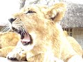 5 month old lion cubs in zimbabwe : ) 5 month old lion cubs in zimbabwe : )