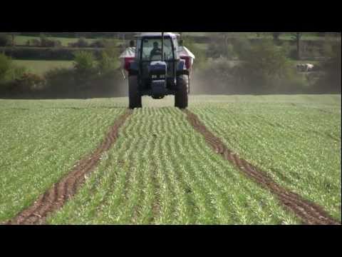 how to fertilize tulips