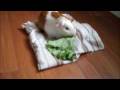 videos de Cute Guinea Pig