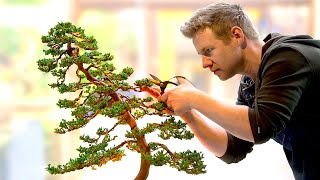 Learning the Ancient Art of Bonsai – in 1 Day