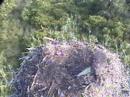 DPOF Osprey events of the day