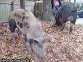 CapeCast: Bacon-shakin\