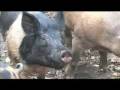 CapeCast: Bacon-shakin' breakout!
