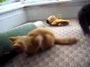 my kittens kittening around and eventually play fighting