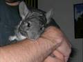 Wunderchins: Pepper