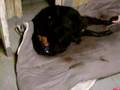 Lucy giving birth 5 