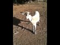 Da goats