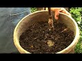 Organic Fertilizing : Importance of Mulch on Plants Organic Fertilizing : Importance of Mulch on Plants