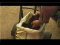 Organic Fertilizing : Importance of Mulch on Plants
