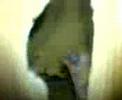 Alien bird Alien bird