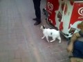 Gato furioso