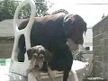 dogs love water   funny pet tricks