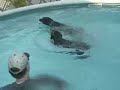 Dogs Love Water - Funny Pet Tricks