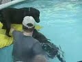 dogs love water   funny pet tricks