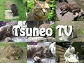 神社の猫♪