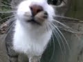 神社の猫♪