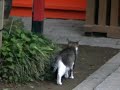 神社の猫♪