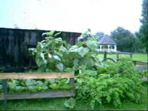 how to grow jack o lantern pumpkins