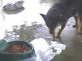 Smart Doggy
