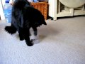 Zoe`s Treat Ordeal