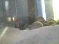 videos de mi piraña 1.3gp