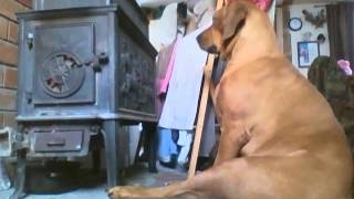 Kephra Farms very own Goose dog demonstrates what we do on cold nights!